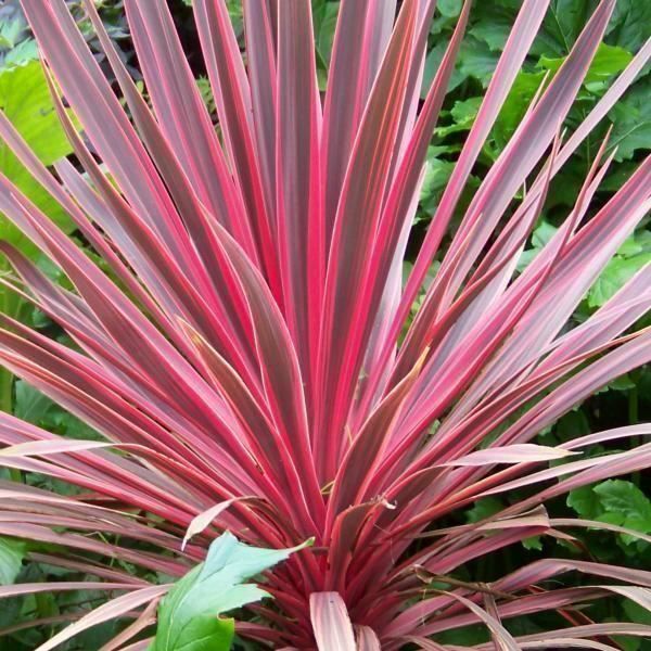 Piante & sementi: Cordyline australe RED STAR  15-20cm – Nuovo (secondo la descrizione) da Bremblens venduto da FIBONACCI369