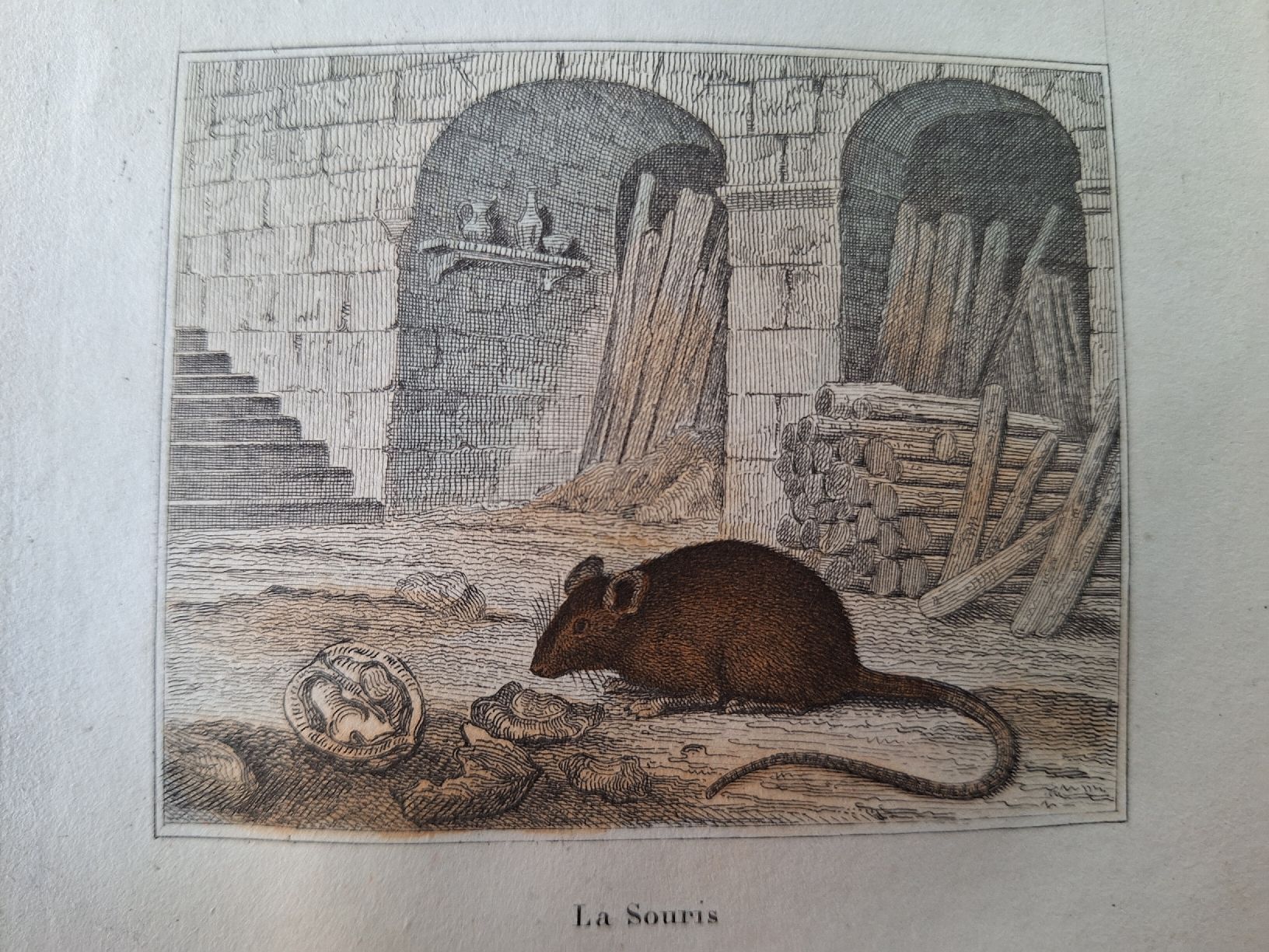Incisioni: LA SOURIS. LE RAT – Usato da Bevaix venduto da bohrap 3