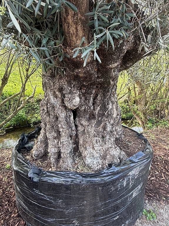 Pflanzen & Samen: Olivenbaum "Olea Europea 20" – Gebraucht aus Zuckenriet von Thur_Plant 4