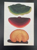 AK neu Illustration Pilz Royal Botanic Gardens Fungarium