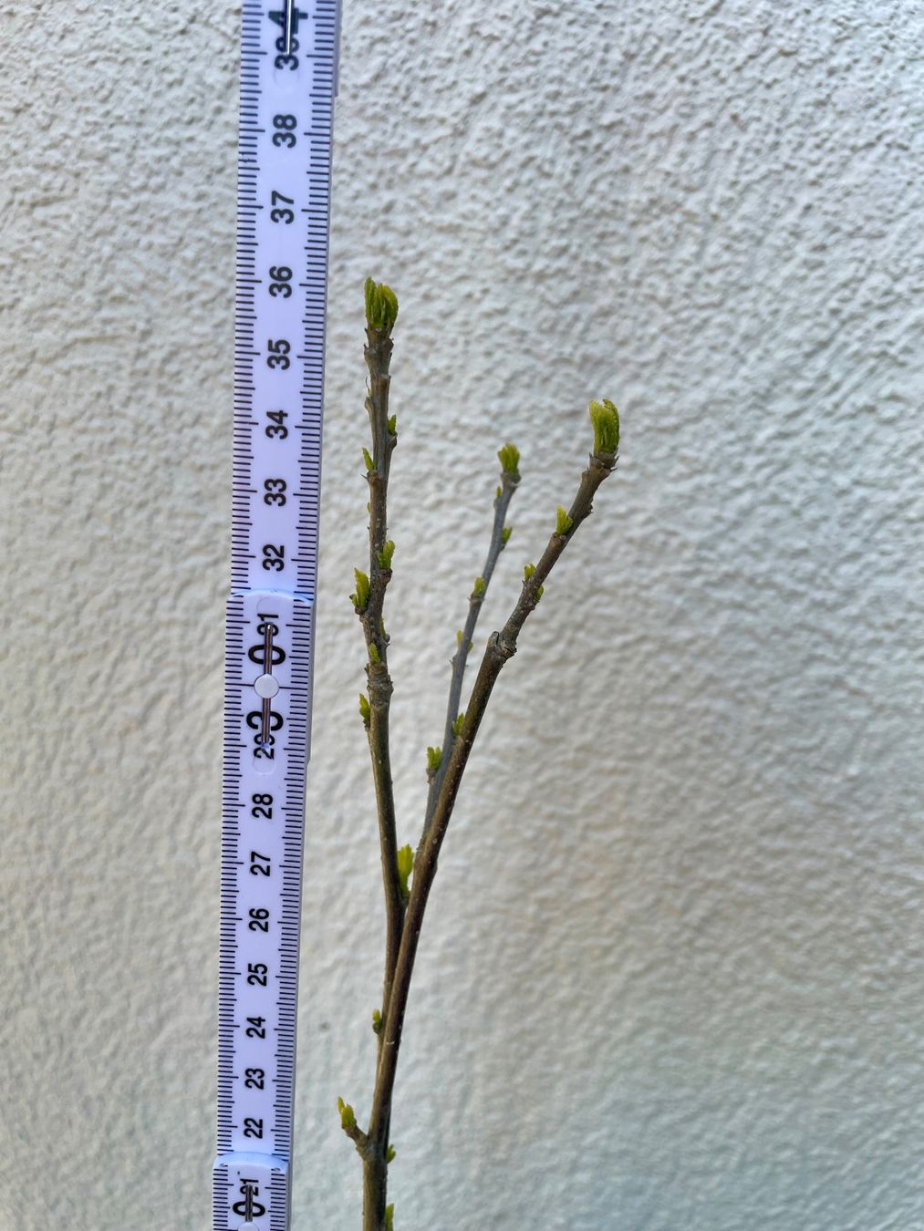 Piante & sementi: HIBISKUS - STRAUCH - EIBISCH - WEISS ODER LILA CA 50 CM – Nuovo (secondo la descrizione) da Buchs AG venduto da fischli610 9