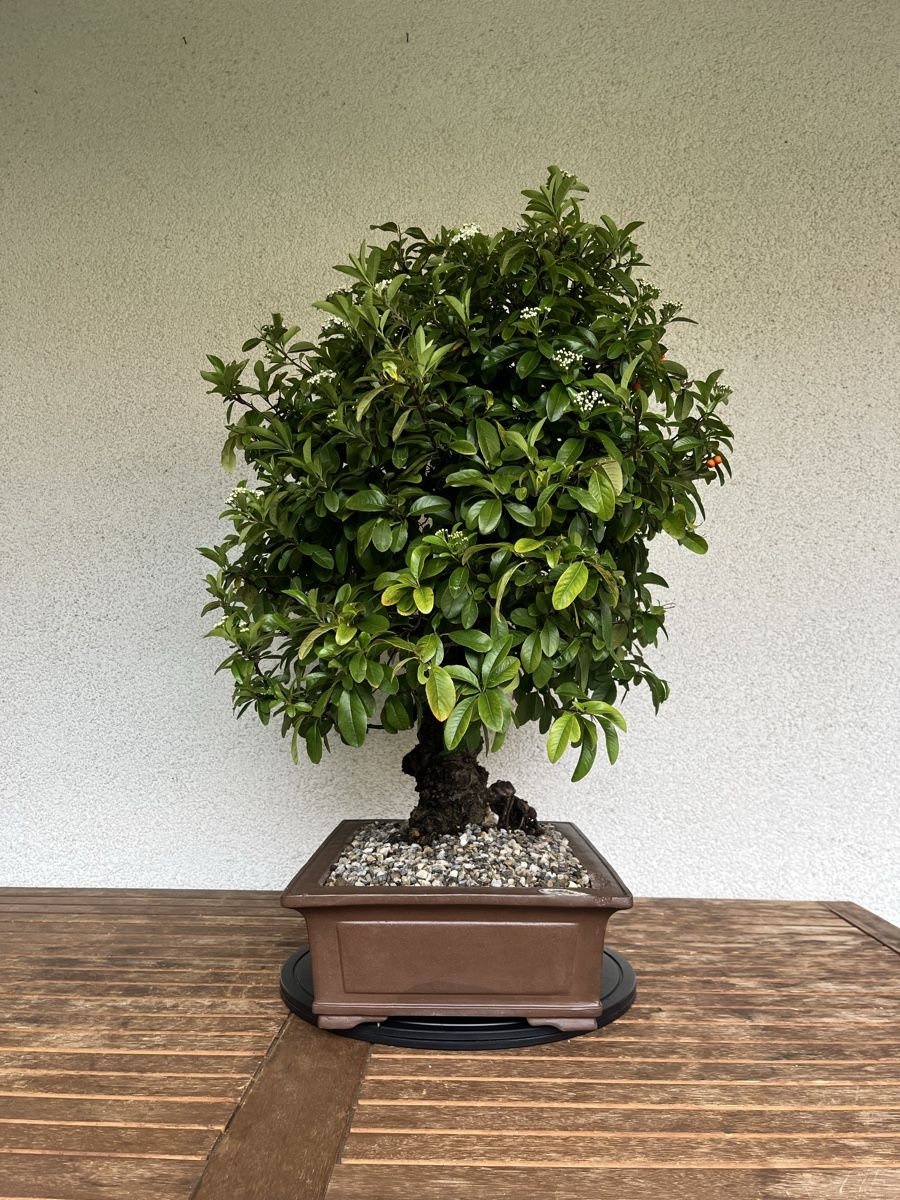 Piante & sementi: Feuerdorn Bonsai 90,0 cm – Nuovo e nell'imballaggio originale da Hettlingen venduto da BonsaiNaturist.com 3