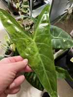 Alocasia Longiloba Variegata rhizome 🪴🌱