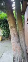 chinesischer wachholderstamm...2