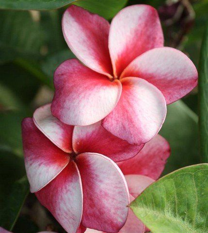 Piante & sementi: Plumeria / Frangipani Elsie – Nuovo (secondo la descrizione) da St.Erhard venduto da Plumilandschweiz