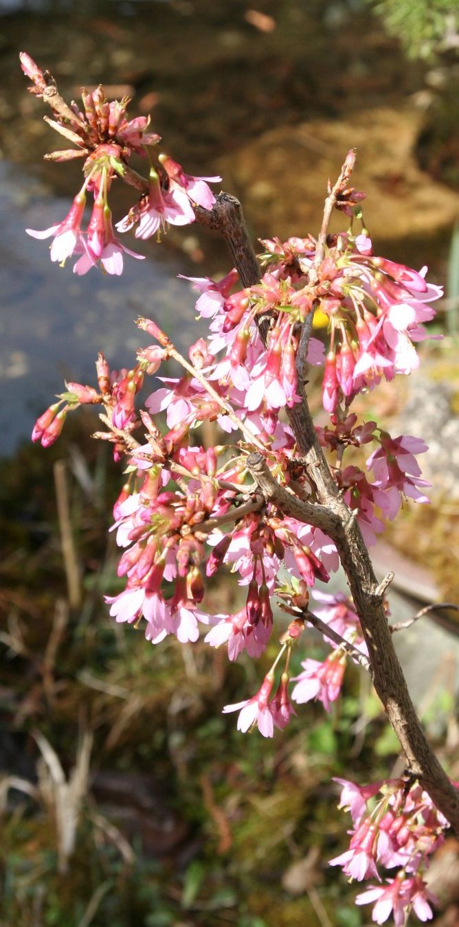 Pflanzen & Samen: BONSAI  -  Prunus – Gebraucht aus Gretzenbach von Sikim 2