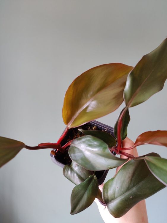 Philodendron Ruby zwei Pflänzchen (Gebraucht) in basel für CHF 15 – mit ...
