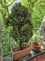 rechteckige Blumenkiste mit 1 schönen, grossen Thuya