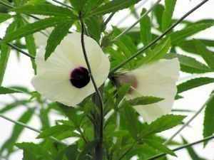 Piante & sementi: Hibiscus cannabinus  (Chanvre de Bombay) – Nuovo (secondo la descrizione) da Bremblens venduto da FIBONACCI369 1