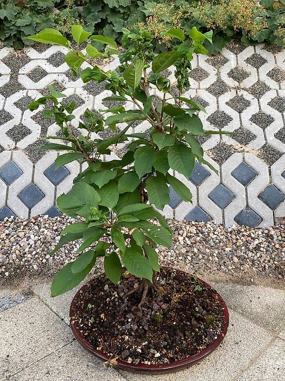 Piante & sementi: Bonsai Kirsche im flachen Unterteller – Usato da Allenwinden venduto da guetzli20 1