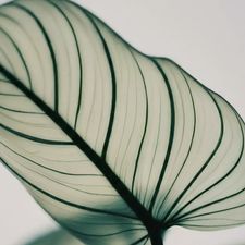 Profile image of Elegant_trend