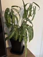 🌿 Schöne Aglaonema (Kolbenfaden) zu verkaufen 🌿