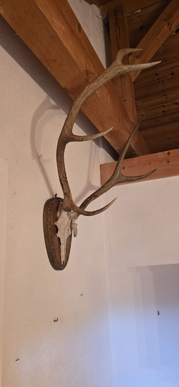 Tutte le decorazioni: Prächtiges Hirschgeweih. Ein Geweih als Wanddeko? – Usato da Zürich venduto da Nadon79 1