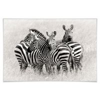 Poster Zebras in der Savanne 60x40cm (neu, UVP 26.90 Fr.)