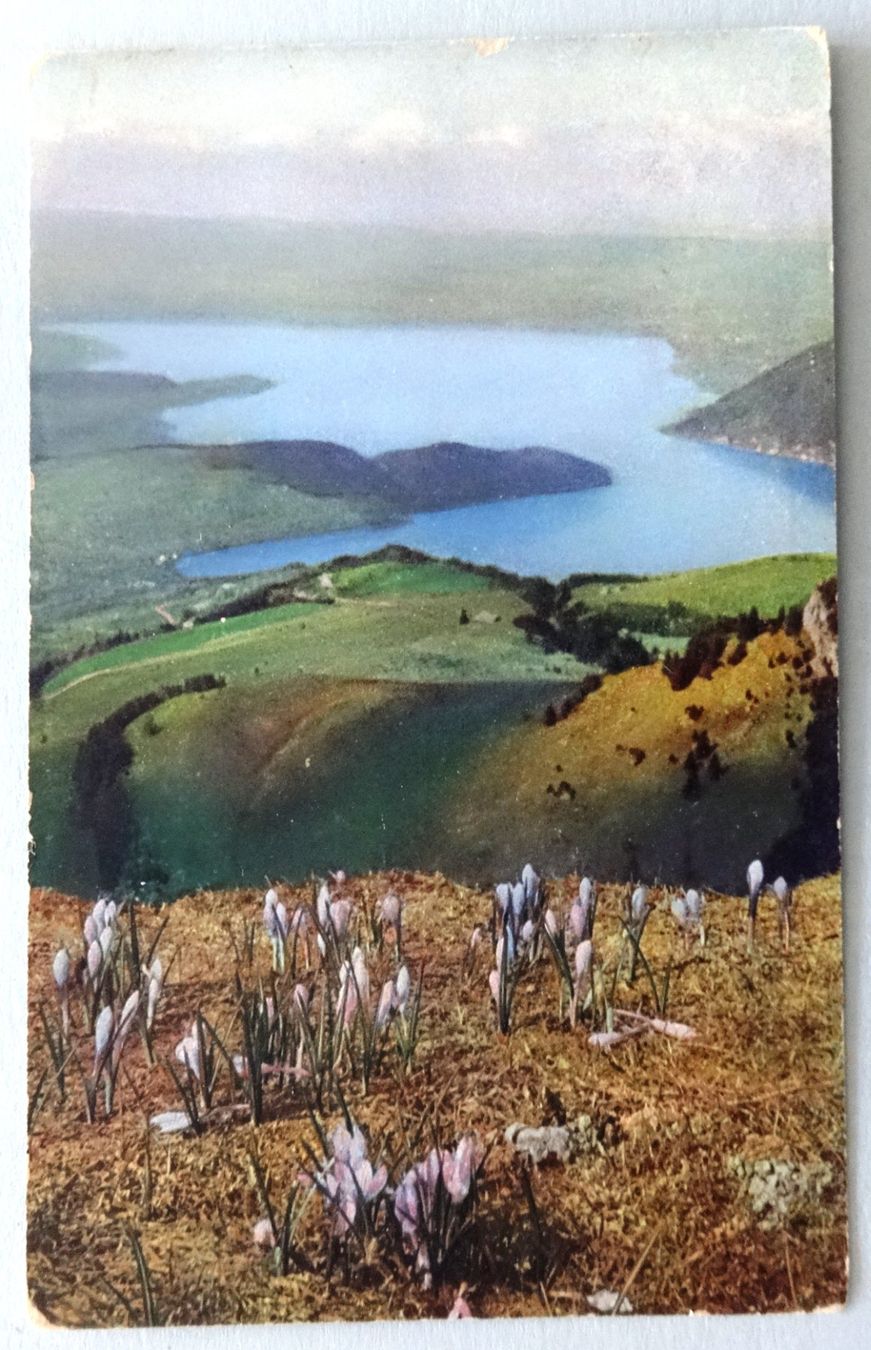 Ansichtskarten: Crocus en montagne – Gebraucht aus Fétigny von Billy2miny
