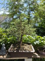 Tannen Bonsai