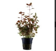 Aquariumpflanze Ludwigia palustris Super Red