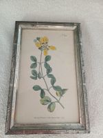 Botanischer Druck W. Curtis 1797 