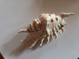 sehr schöne Fossil Muschel 12 x 6 x 5 cm