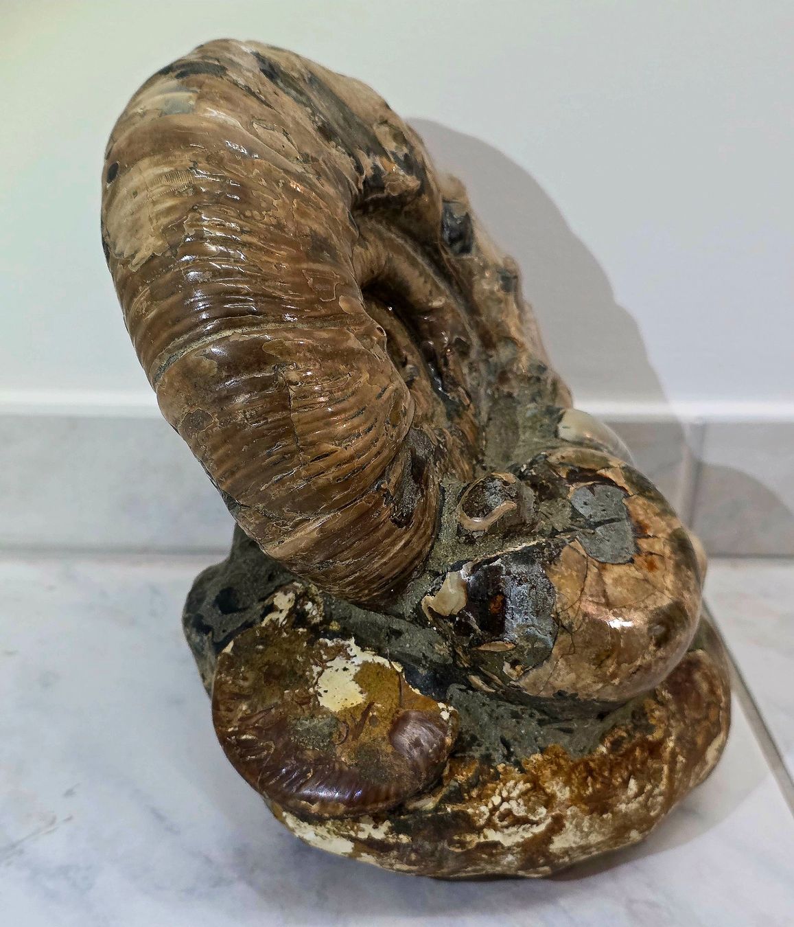Fossilien: Wunderbare Ammoniten Ansammlung 5.42kg – Neu und originalverpackt aus Matzingen von Shay_Crystalz 2