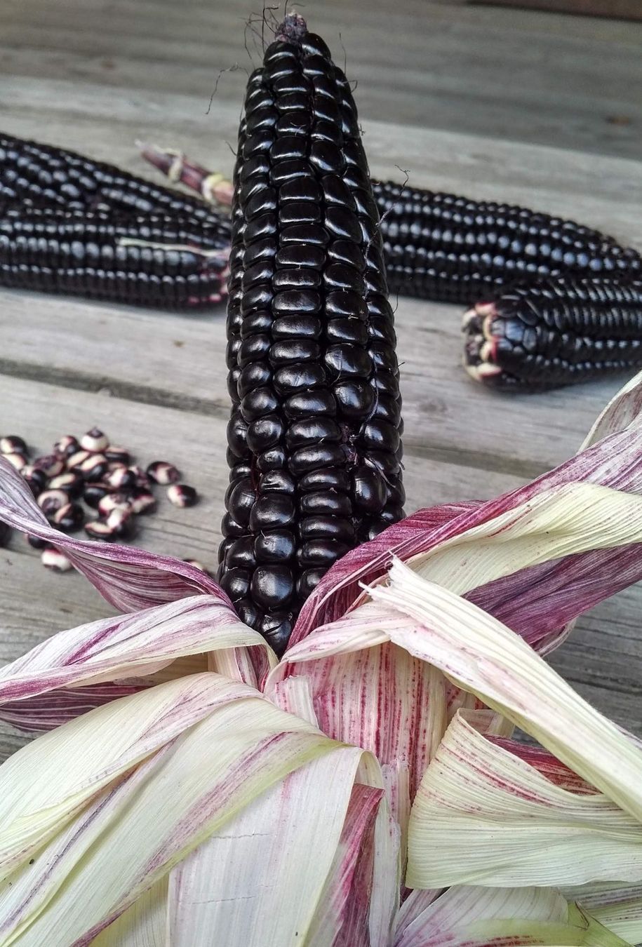 Piante & sementi: 15 Samen Mais MORADO – Nuovo (secondo la descrizione) da Ehrendingen venduto da VerveinaSamen 4