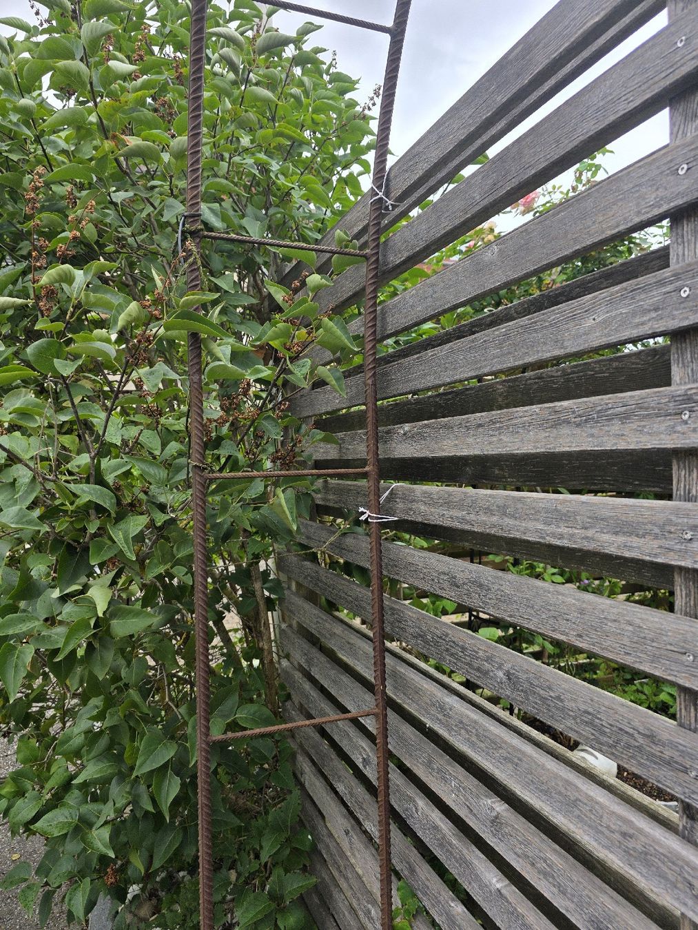 Bogenschiessen:  Metallbogen Rosenbogen – Gebraucht aus Niederscherli von Pemela 2