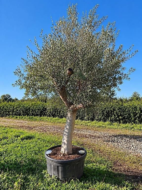 Piante & sementi: Olivenbaum "Olea Europea 8 "winterhart" – Nuovo e nell'imballaggio originale da Zuckenriet venduto da Thur_Plant