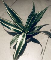 Zierpflanze Zimmer Pflanze 20 cm ↕️ “DRACAENA FRAGRANS ” 🍃