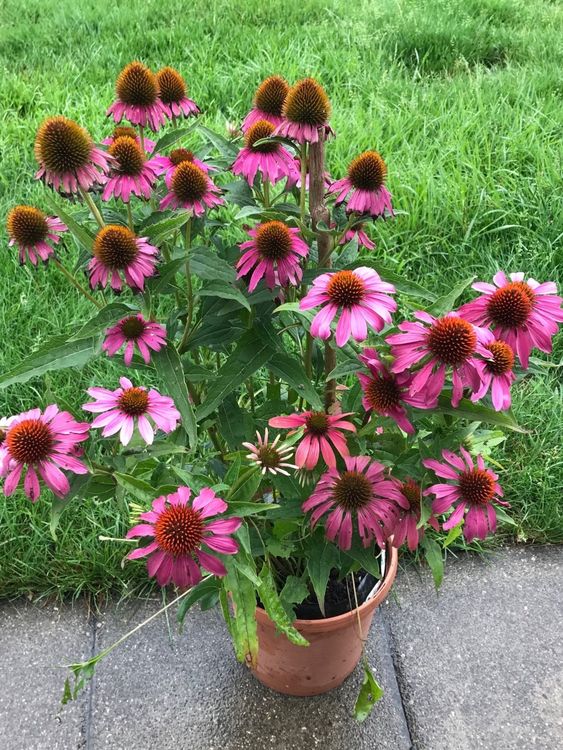 PurpurSonnenhut Echinacea purpurea Pflanze 22 cm 🪴 Kaufen auf Ricardo