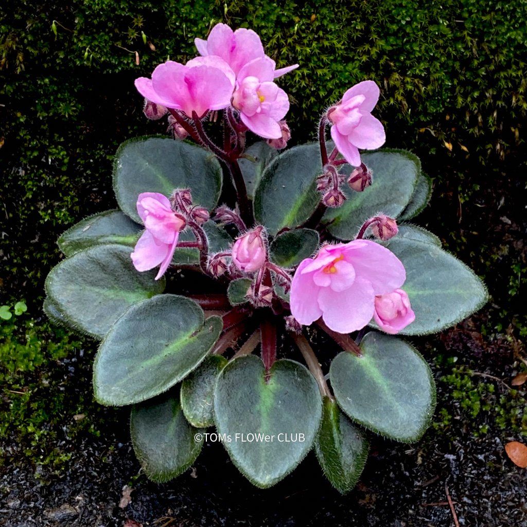 Piante & sementi: Saintpaulia Ionantha / African Violet – Nuovo e nell'imballaggio originale da Adliswil venduto da astom369 4
