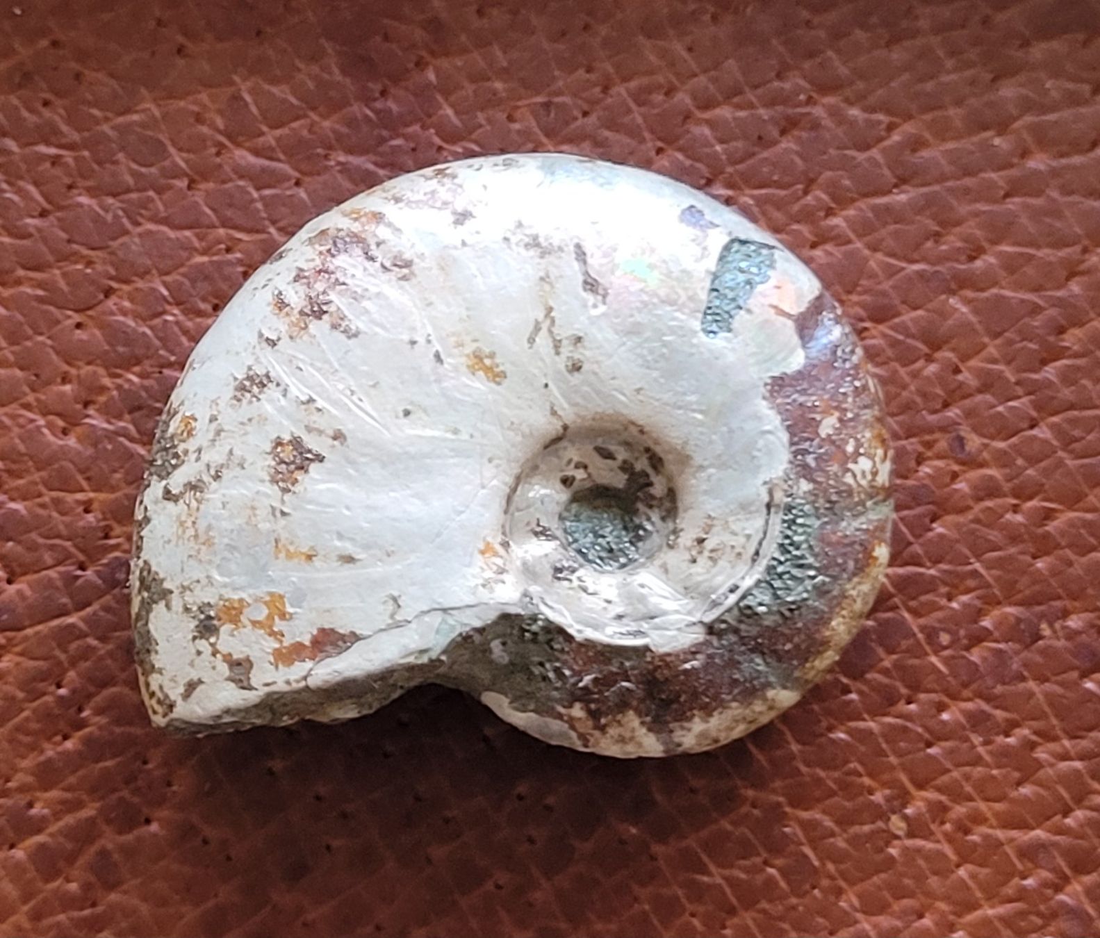 Fossili: Ammonit mit Perlmutt im Rahmen – Nuovo (secondo la descrizione) da Unterengstringen venduto da orpheo13 1