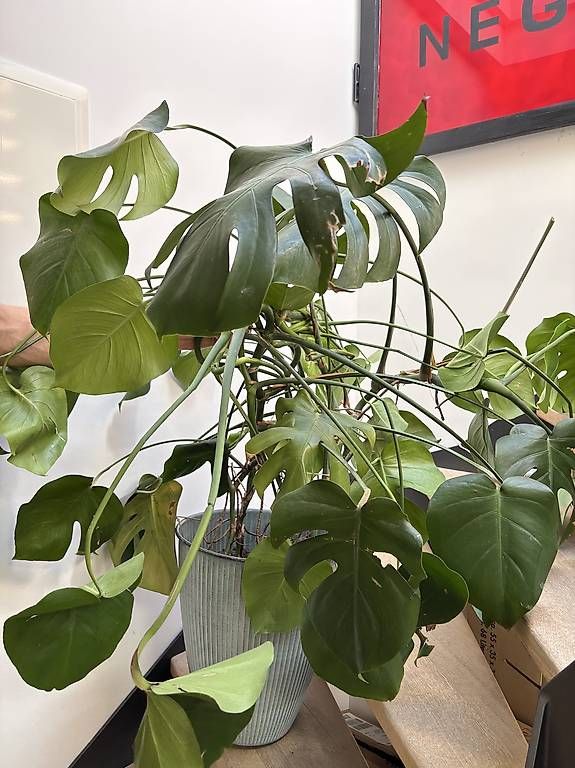 Pflanzen & Samen: Große Monstera inkl. Topf – Gebraucht aus Zürich von jon_5xjd