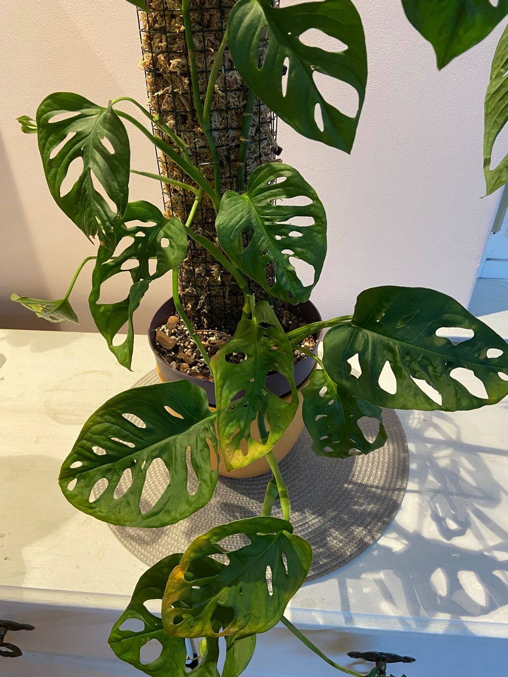 Piante & sementi: Monstera adansonii – Usato da Zürich venduto da Potatoe543 2