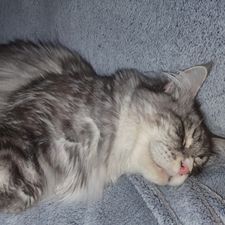 Profile image of Cumba
