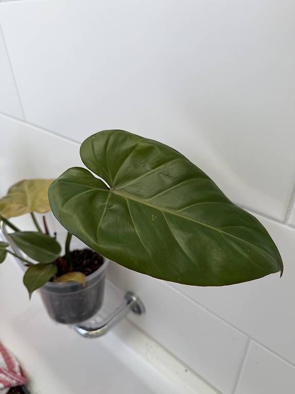 Piante & sementi: Philodendron Gloriosum – Usato da Spiez venduto da Lunelu 3