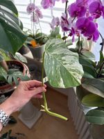Monstera Ableger Variegata - Seltene Schönheit für Zuhause