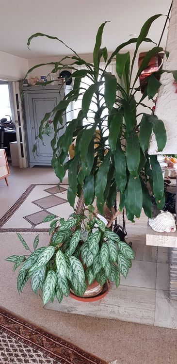 Yucca im Topf mit Unterpflanzung Kaufen auf Ricardo