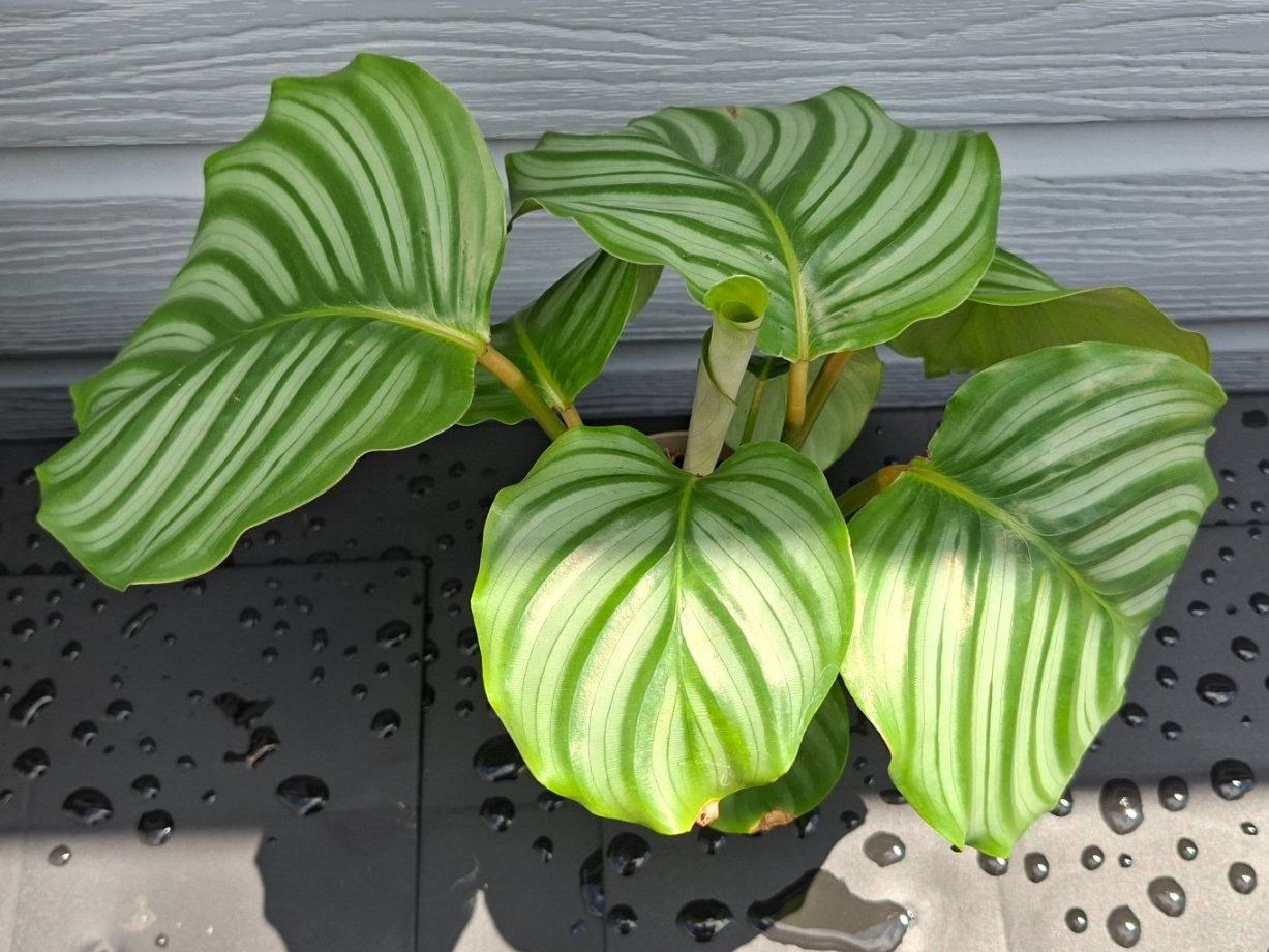 Plantes & graines: Calathea orbifolia – D'occasion à Les Brenets par glo_267f 2