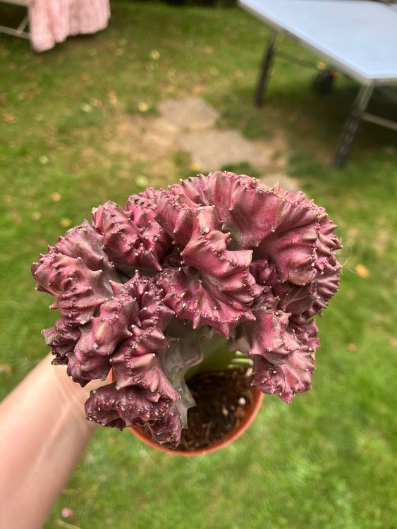 Euphorbia lactea cristata Kaufen auf Ricardo