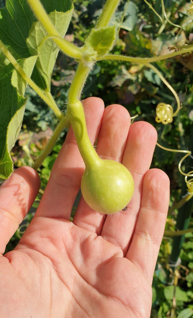 Piante & sementi: Super mini Kürbis Samen – Nuovo (secondo la descrizione) da Zürich venduto da The_Plant_Wizard