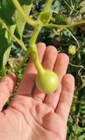Super mini Kürbis Samen
