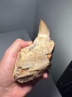 Fossiles Mosasaurus Kieferfragment inkl. nachwachsender Zahn