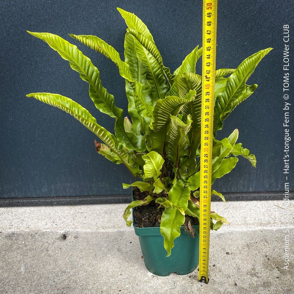 Piante & sementi: ASPLENIUM SCOLOPENDRIUM - immergrüner HIRSCHZUNGENFARN – Nuovo e nell'imballaggio originale da Adliswil venduto da astom369 5