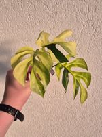 🌿Rhaphidophora Tetrasperma Variegata Kopfsteckling🌿