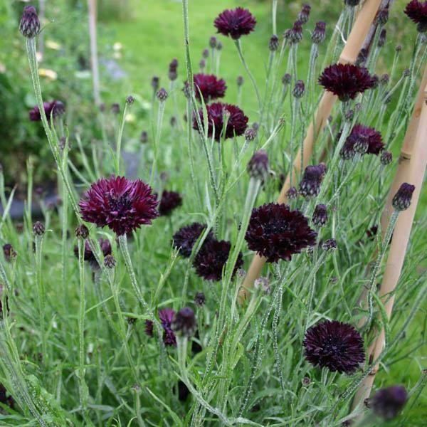 Pflanzen & Samen: 300 Samen Kornblume Black Ball – Neu (gemäss Beschreibung) aus Ehrendingen von VerveinaSamen 3