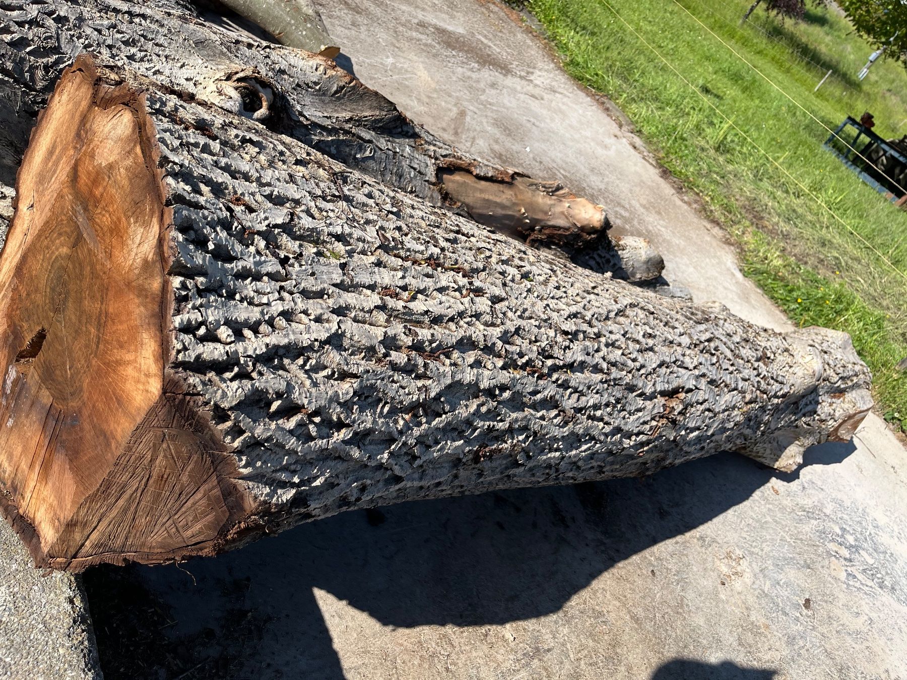 Articoli in legno: Nussbaumstamm, Bretter, Bohlen, Tisch – Nuovo (secondo la descrizione) da Nürensdorf venduto da Peterhakab 6