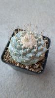 Strombocactus disciformis
