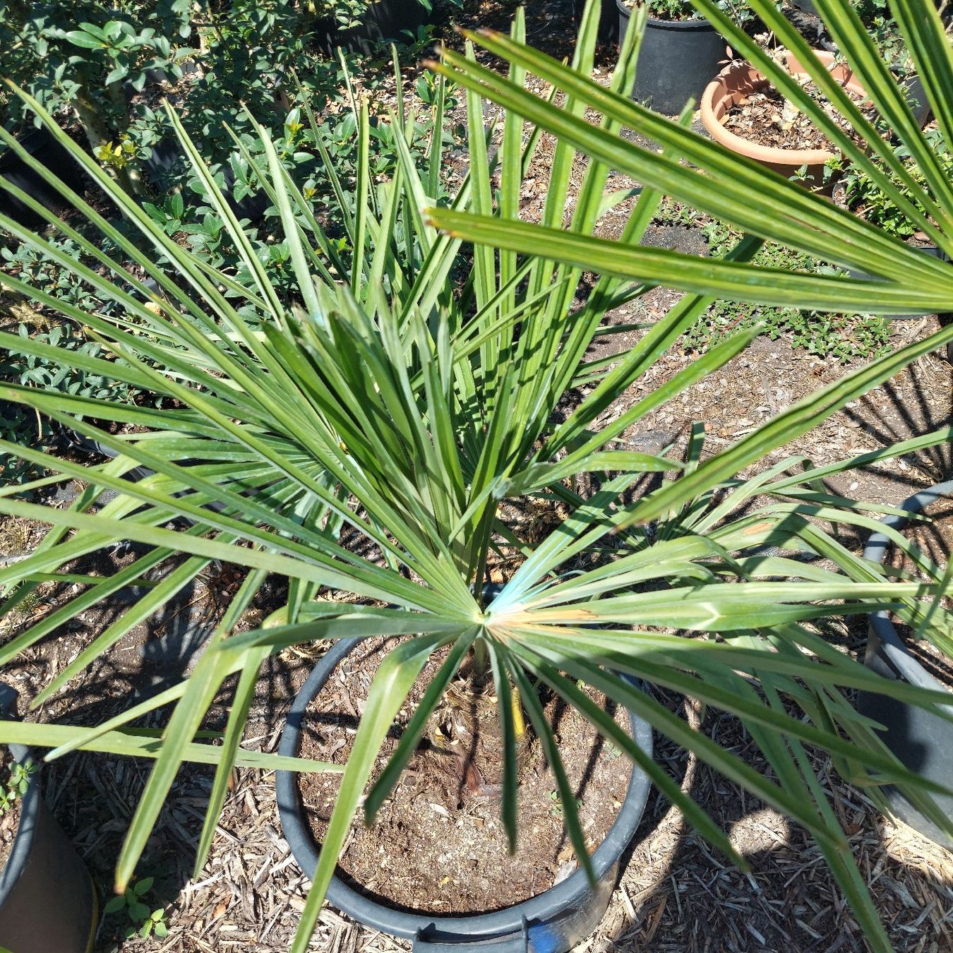 Piante & sementi: Trachycarpus fortunai – Usato da Honau venduto da Blazer1 4