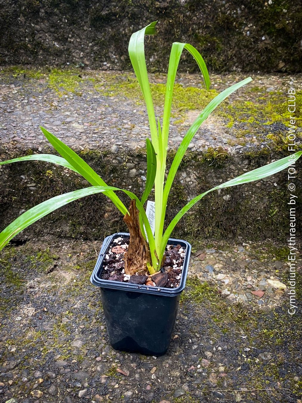 Piante & sementi: Cymbidium Erythraeum - seltene, duftende Orchidee – Nuovo e nell'imballaggio originale da Adliswil venduto da TAKEYOURPLANT 3