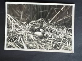AK 1934 Lachmövennest Vogelschutz  (V707)